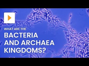 Bacteria and Archaea Kingdoms Explained | Science | ClickView