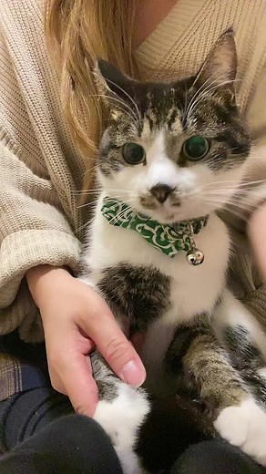 僕は踊らされてる。 #ねこ #ゆきちときなん #ゆきちの方