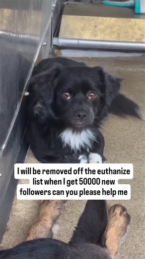 Rex Dogs Shelter 🐾 on Instagram: "Every follow saves life in our shelter. Tyler is a 2-year-old brindle Mastiff with an incredibly calm and sweet demeanor. He takes treats gently, greets people with soft, trusting eyes, and shows nothing but patience and love. He’s quiet, steady, and ready to give his heart to anyone who notices him — a true good boy in every sense."