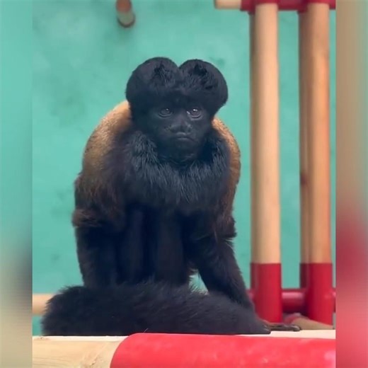 The Mysterious Bearded Monkey with Stone-Crushing Teeth 🐒😱 #shorts