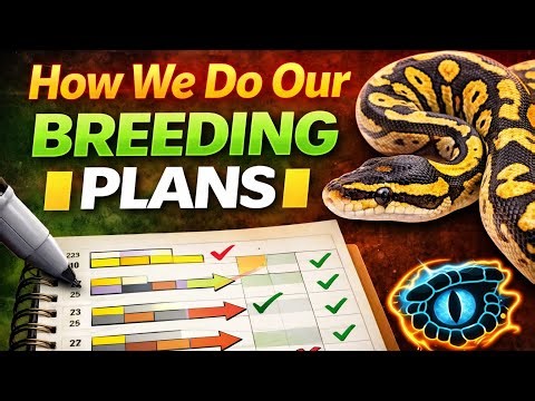How we do Our Breeding Plans