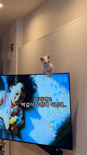 And a wall-mounted TV... Hojjine is getting a lot of love today too🥹 Cats aiming for the art wall...