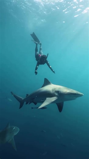 Exploring Sharks: The Guardians of Our Oceans