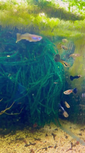 Guppy breeding project back to basics fish tank aquarium