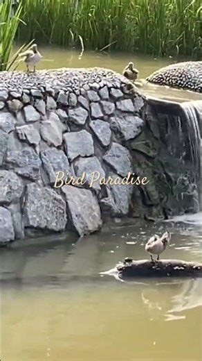 BIRD PARADISE, largest bird park in Asia, Singapore