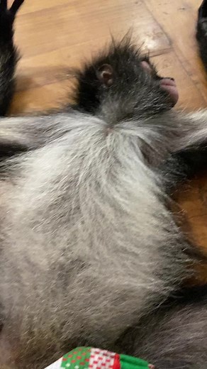 53K views · 1.9K reactions | Rooster, my little grinch #monkey #relaxed #christmas #grinch #love | Our Life Adventures | Facebook