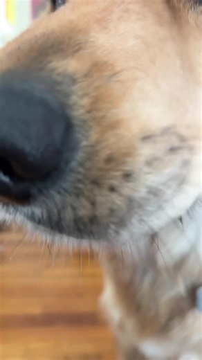 My dog does ASMR #fyp #dog #asmr