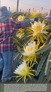 How Hand Pollination Makes Your Dragon Fruit Grow Bigger and Faster #farmingtips #gardeningtips