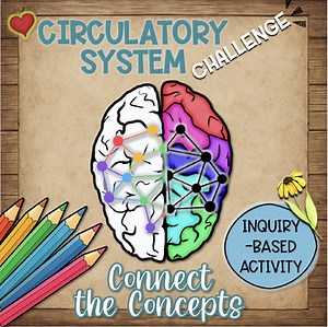 Circulatory System Connect the Concepts Activity | Critical Thinking Interactive