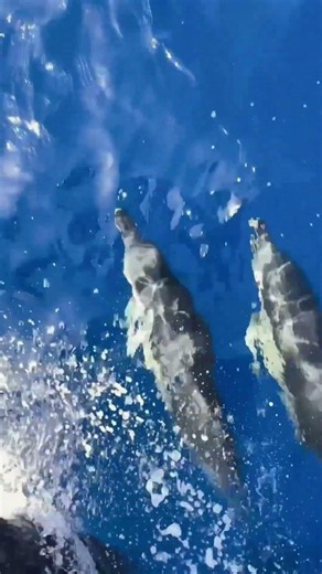 Amazing Dolphin Facts You Need to Know! 🐬