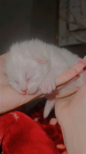 Cutest Cat Moments Ever 🐈❤️ | Funny & Adorable Cats Compilation #ramadan2026 #cat@rajabbutt94