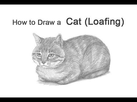 How to Draw a Cat (Loaf Position)