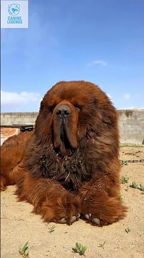 Tibetan Mastiff: What a Beast! Watch This Massive Dog in Action