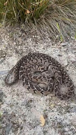 #fblifestyle #nature #wildlife #Animals | Tyrone Ping - Herpetofauna of Southern Africa