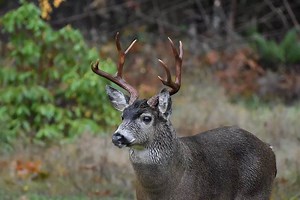 How to Hunt Blacktails with a Black-Powder Rifle - Game & Fish
