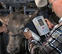 Retinal scans for cattle