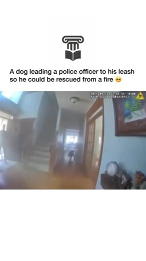 History on Instagram: "2020s: Pit bulls remain one of the most misunderstood dog breeds in the world, often judged by reputation before personality. Originally bred as loyal family companions and even known as “nanny dogs” for their gentle nature with children, they built a legacy rooted in trust and affection. Their strong build and expressive faces hide the fact that, at heart, they’re some of the biggest cuddlers in the canine world. Much of the fear surrounding pit bulls comes from human beh