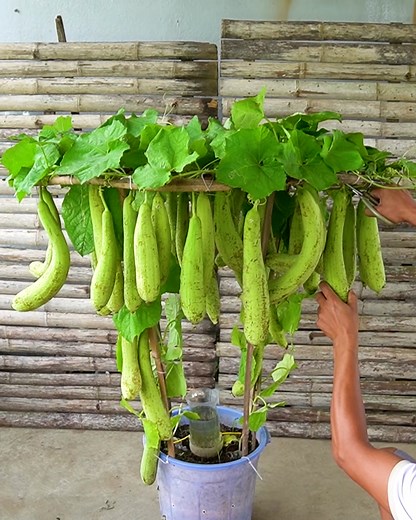 How to grow a loofah plant 🌱👩🏻‍🌾 | Balcony Garden Ideas