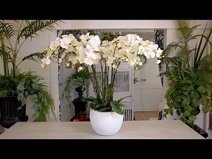 A big white Orchid floristry design!