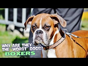 Why Are Boxers the Worst Dogs?