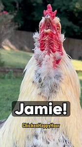 Jamie, Jaime!!!! Frankie is looking for you, what the cluck is goin on?! 📣🐔 Audio: @borariechorar ✨ #jamie #jaime #jamey #jaimie #rooster #chicken #funnyanimals #memesdaily #comedy #chickensofinstagram #chicken #chickenhappyhour | Chicken Happy Hour