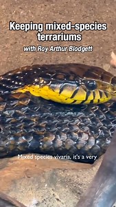 Can you keep different species of reptile in one tank? We sat down with Roy Arthur Blodgett of @wellspringherpteoculture during @thereptiletalks weekend to discuss the responsible way to approach mixed species vivaria. Species shown: Spilotes sulphureus - Amazon puffing snake Polychrus marmoratus - Monkey lizard Plica plica - Collard tree runner #reptile #reptiles #lizard #turtle #snake #skink #gecko #vivarium #terrarium #enclosure #nature #natureinspired | Zoo Med Laboratories, Inc.