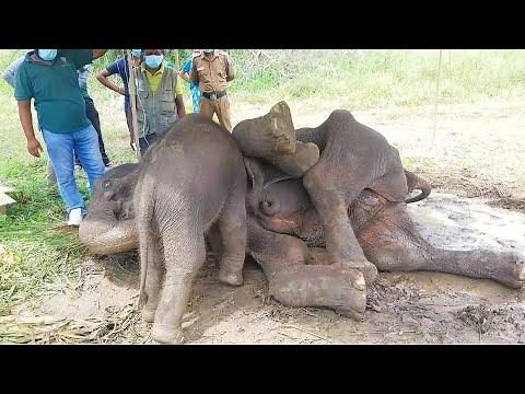 Injured Elephant mother let her baby to suckle Milk until her final breath |Mother's love never fade