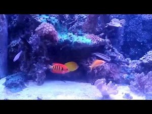 Dwarf angelfish in mixed reef