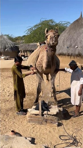 يجلب المزارعون الماء من أماكن بعيدة ويضعونه في خزاناتهم