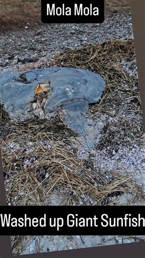 Busy Bee on Instagram: "The ocean sunfish (Mola mola) is the world's heaviest bony fish, known for its unique, flattened, circular body, large head, and a rounded "pseudo-tail" (clavus) instead of a traditional tailfin. These gentle giants are found in tropical and temperate oceans worldwide, swimming by flapping their large dorsal and anal fins, and are often seen basking at the surface, which gives them their name. They primarily eat jellyfish, but also consume small fish, algae, and plankton,