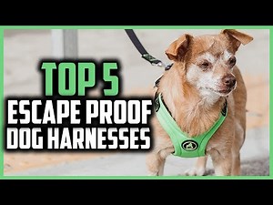 ✅Top 5 Best Escape Proof Dog Harnesses of 2024