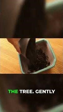 Root Pruning Bonsai The Right Way #bonsai #gardening #tutorial