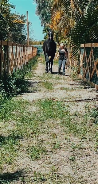 Giant Percheron Draft Horse: How Tall is He?