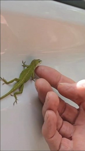 (Gecko) Hitches a Ride! RV Travel. They will do anything to sell me insurance!