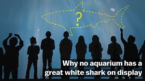 5.1M views · 740 reactions | What happens when you try to keep great white sharks on display in an aquarium. | Vox | Facebook