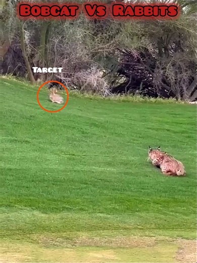 BobCat Vs Rabbits #bobcat #rabbits #wildanimals #wildlife #youtubeshorts #trending #viral #roarvista