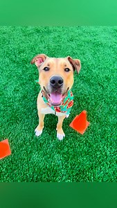 72 reactions · 33 shares | Looking for a smarty pants companion? 邏...