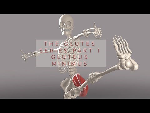 Glutes Series Part 1: Gluteus Minimus (3D Animation)