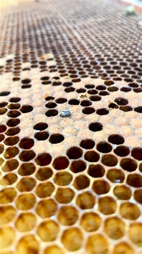 New bees emerging from their cells — the next generation of hive workers is here! 🐝💛 #BeeBirth #HiveLife #BeekeepingJourney | WeBee