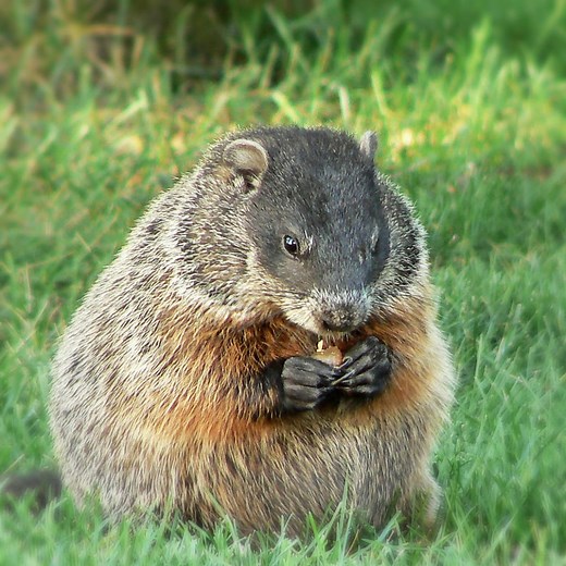How Much Wood Would A Woodchuck Chuck If A Woodchuck Could Chuck Wood?
