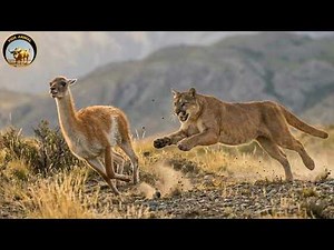 GUANACO – The Survivor of Patagonia’s Extreme Winds | Wildlife Documentary