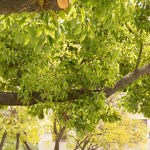 The Big Pitch — Center for Writing & Rhetoric