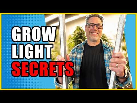 Cannabis Growers Are Getting Massive Yields WITHOUT Upgrading Their Grow Lights