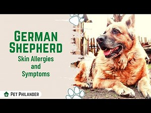 German Shepherd skin allergies and symptoms ! Dog Health