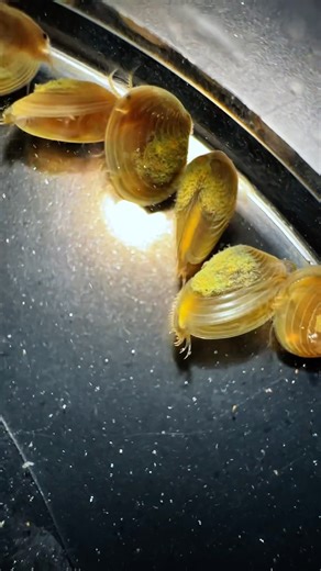 Clam shrimp: Cyzicus