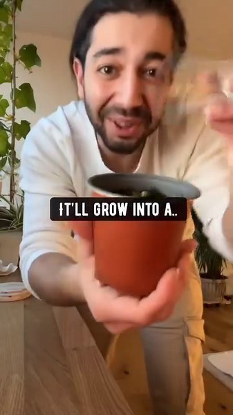 6 Tropical Fruit you can Grow in your home! 🌱🤩 . . . . #plants #garden #gardening #lifehacks #diy #howto #kitchenhacks #recycle #hacks #upcycle #vegan #plabtbased #tropics | creative explained