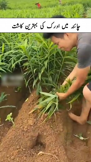 178K views · 875 reactions | #livestock #agriculture #kisannewstv #weather | Kisan News TV | Facebook