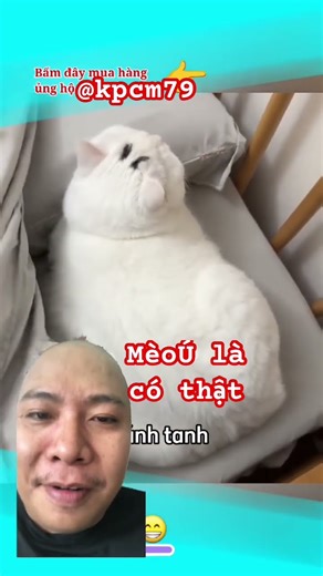 #kpcm79 #funny #funnyshorts #funnyvideos #fun #viral #viralshort #viralvideo #viralshorts #dog #cat