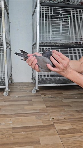 Jso Koopman | Team JSO loft