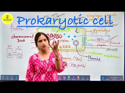 Detailed structure of a Prokaryotic cell || #class11biologyncert #neet2026 #cuetug